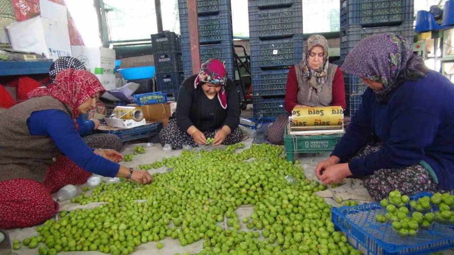 Hasada 8 Bin Tl İle Başlanan Erikte Fiyat 400 Tl’ye Kadar Düştü