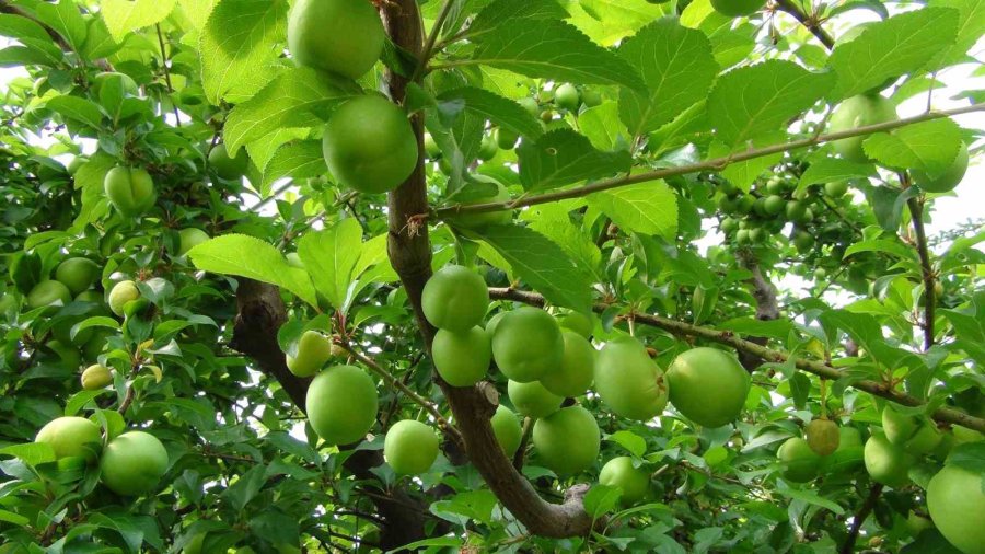 Hasada 8 Bin Tl İle Başlanan Erikte Fiyat 400 Tl’ye Kadar Düştü