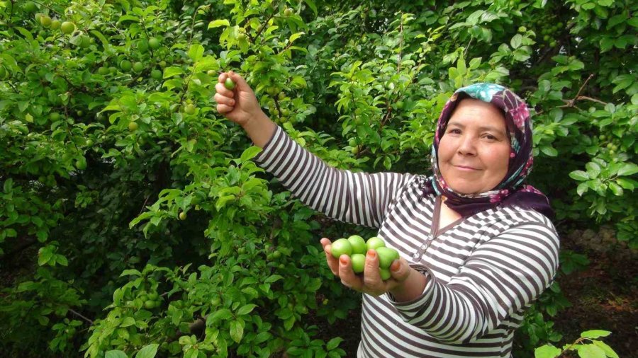 Hasada 8 Bin Tl İle Başlanan Erikte Fiyat 400 Tl’ye Kadar Düştü
