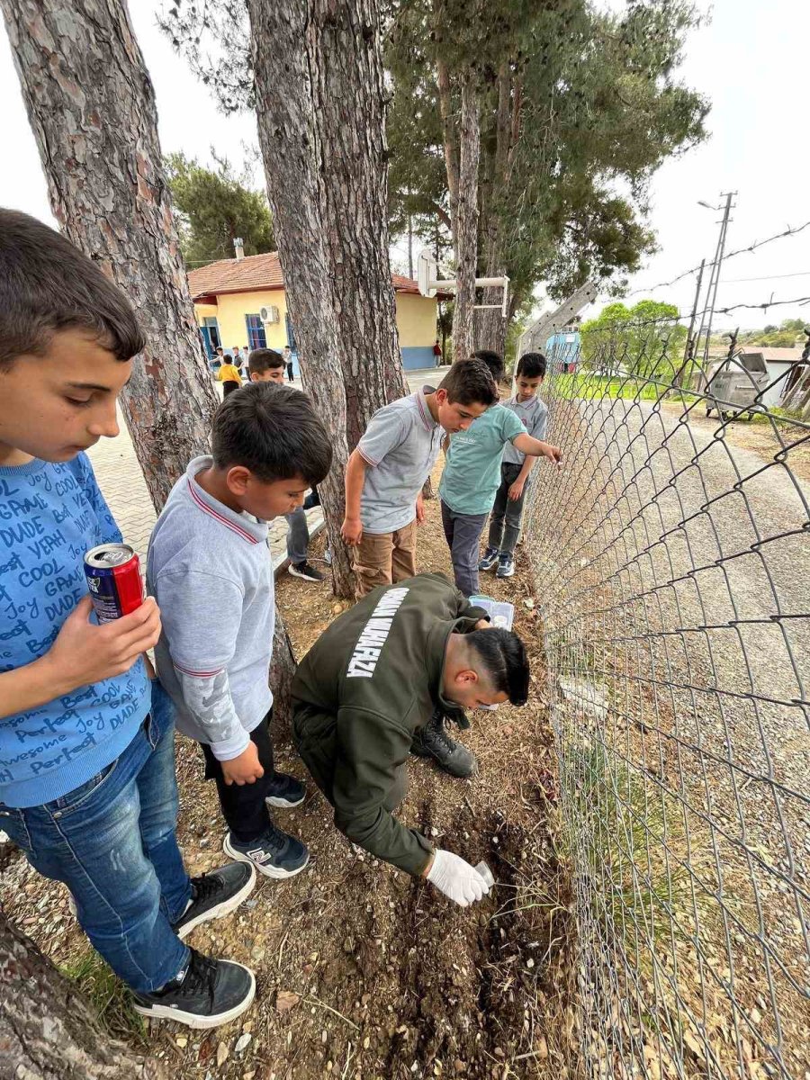 Çam Ağaçlarının Koruyucusu Terminatör Böcekler Doğaya Bırakıldı
