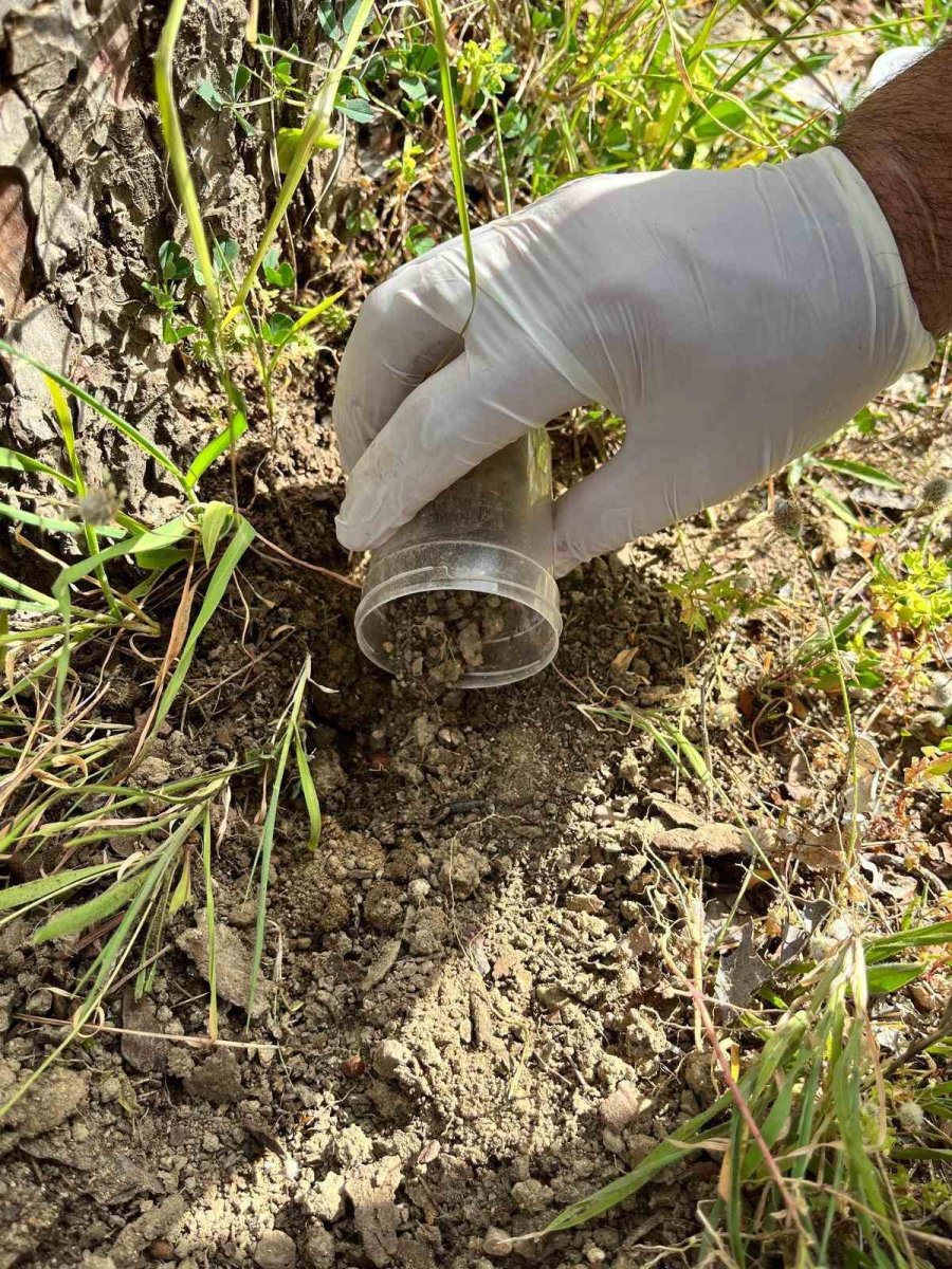Çam Ağaçlarının Koruyucusu Terminatör Böcekler Doğaya Bırakıldı