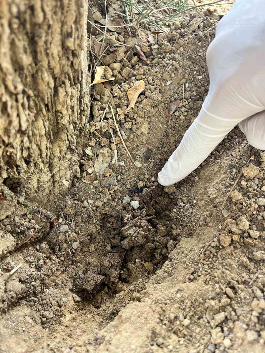 Çam Ağaçlarının Koruyucusu Terminatör Böcekler Doğaya Bırakıldı