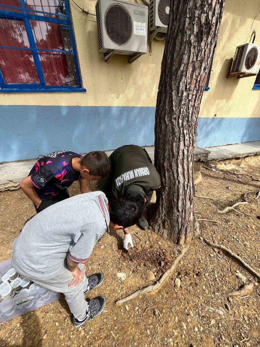 Çam Ağaçlarının Koruyucusu Terminatör Böcekler Doğaya Bırakıldı