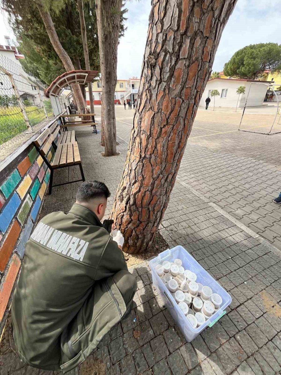 Çam Ağaçlarının Koruyucusu Terminatör Böcekler Doğaya Bırakıldı
