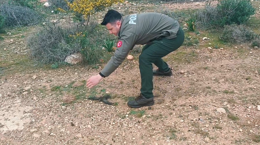 Yaralı Ve Bitkin Bulunan Ebabil Kuşu Koruma Altına Alındı