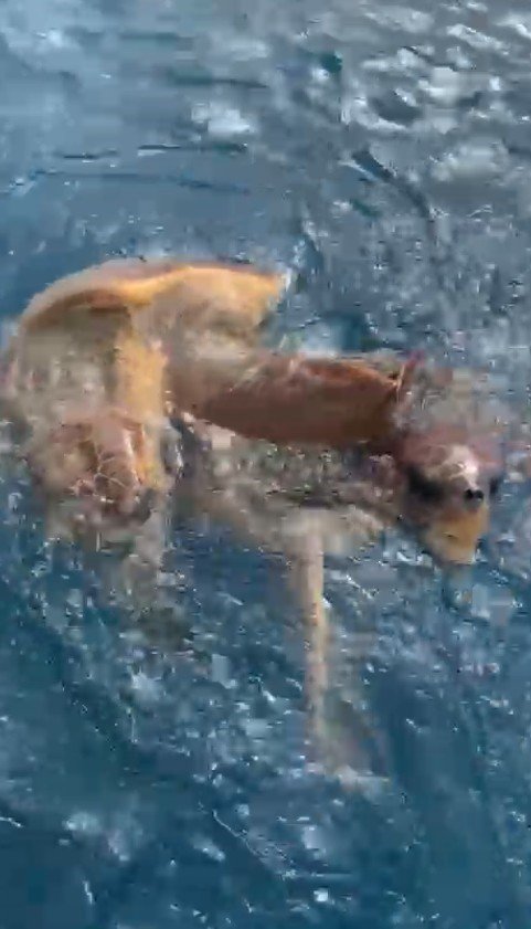 Çifte Kumru Caretta Carettalar Balıkçıların Kamerasında