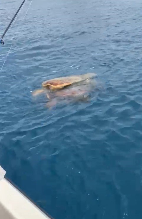 Çifte Kumru Caretta Carettalar Balıkçıların Kamerasında