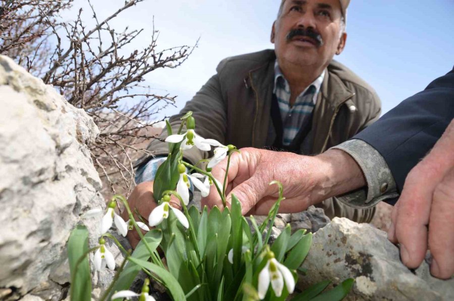 Toros Dağlarının Beyaz Gelinliği Kardelenler Yüzünü Gösterdi