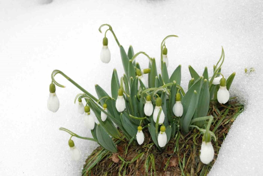 Toros Dağlarının Beyaz Gelinliği Kardelenler Yüzünü Gösterdi