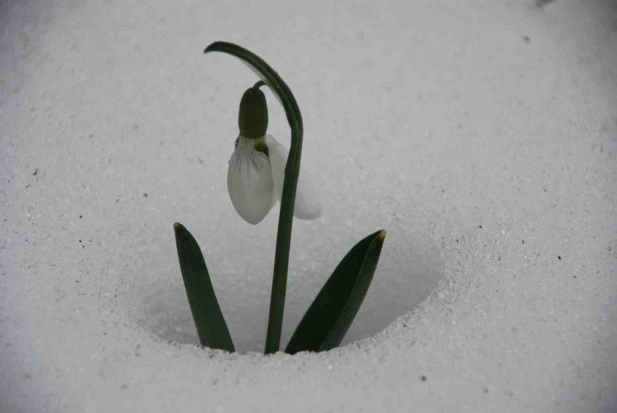 Toros Dağlarının Beyaz Gelinliği Kardelenler Yüzünü Gösterdi