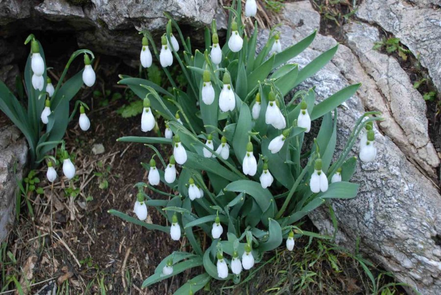 Toros Dağlarının Beyaz Gelinliği Kardelenler Yüzünü Gösterdi