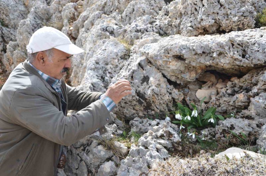 Toros Dağlarının Beyaz Gelinliği Kardelenler Yüzünü Gösterdi