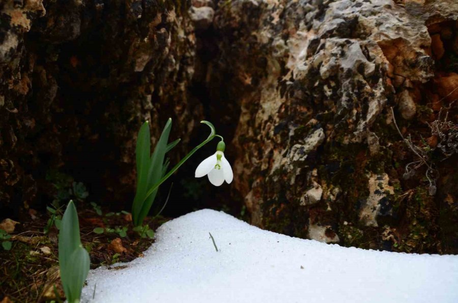 Toros Dağlarının Beyaz Gelinliği Kardelenler Yüzünü Gösterdi