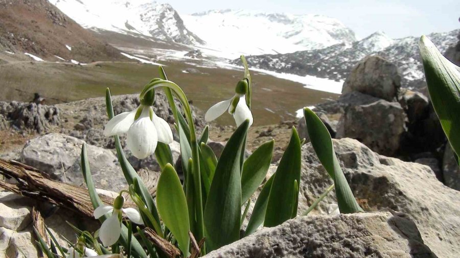 Toros Dağlarının Beyaz Gelinliği Kardelenler Yüzünü Gösterdi