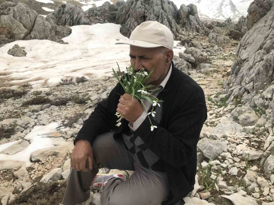 Toros Dağlarının Beyaz Gelinliği Kardelenler Yüzünü Gösterdi