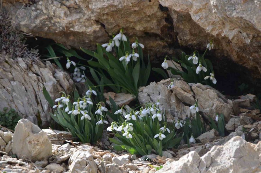 Toros Dağlarının Beyaz Gelinliği Kardelenler Yüzünü Gösterdi