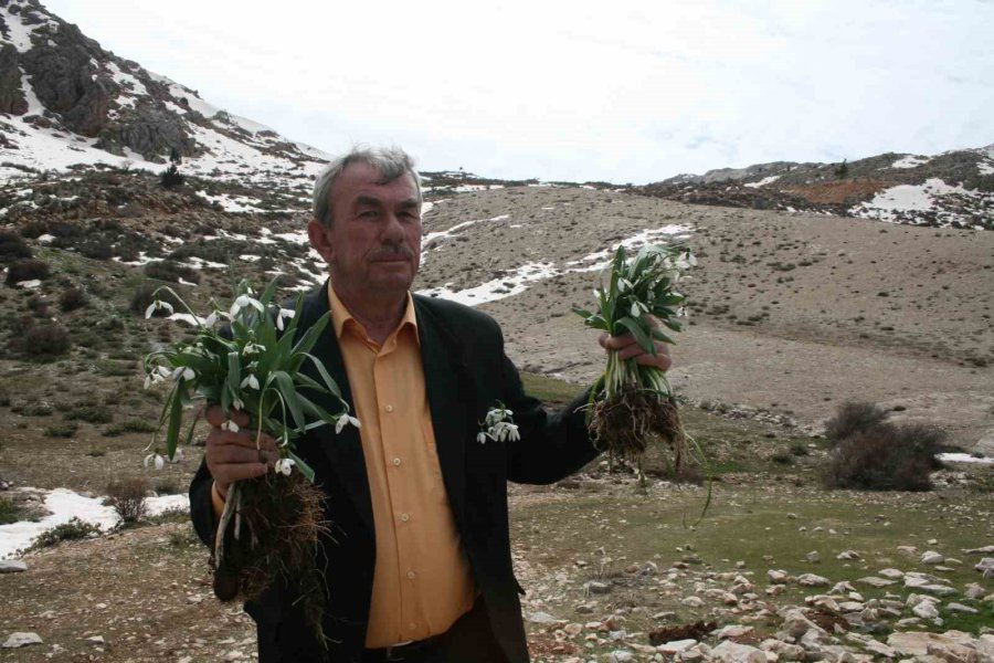 Toros Dağlarının Beyaz Gelinliği Kardelenler Yüzünü Gösterdi