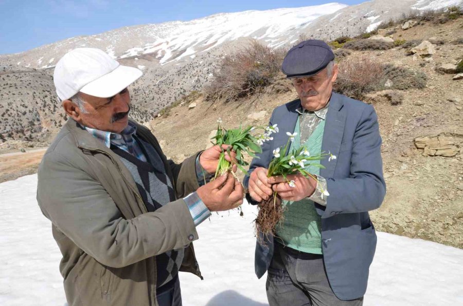 Toros Dağlarının Beyaz Gelinliği Kardelenler Yüzünü Gösterdi