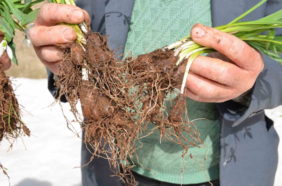 Toros Dağlarının Beyaz Gelinliği Kardelenler Yüzünü Gösterdi