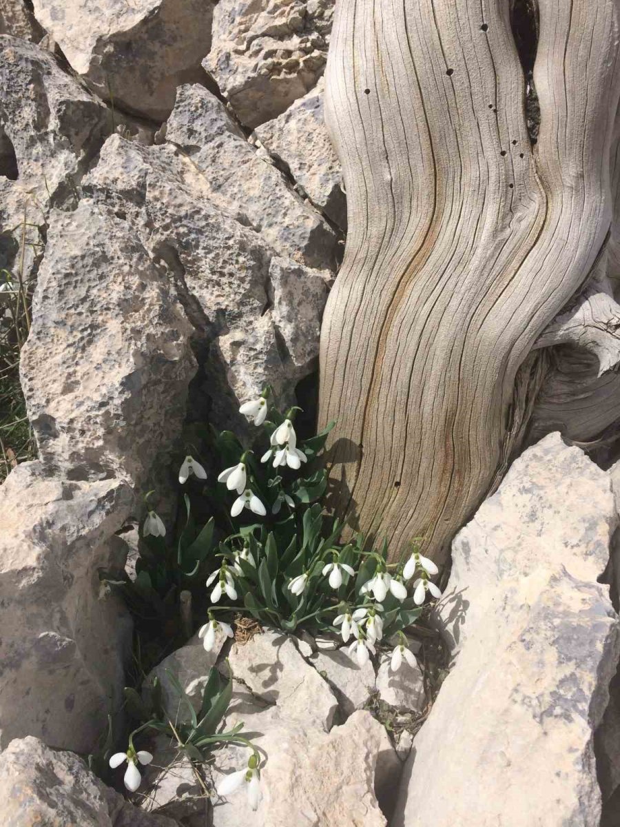 Toros Dağlarının Beyaz Gelinliği Kardelenler Yüzünü Gösterdi