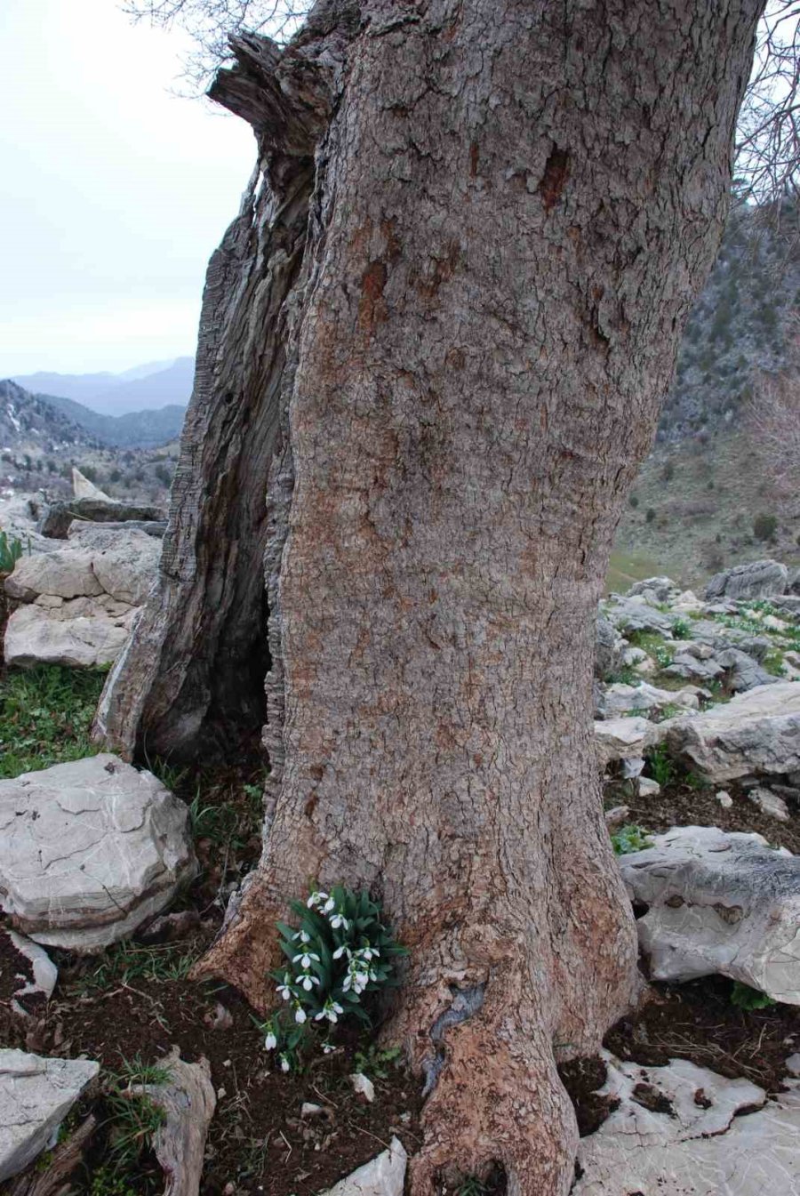 Toros Dağlarının Beyaz Gelinliği Kardelenler Yüzünü Gösterdi