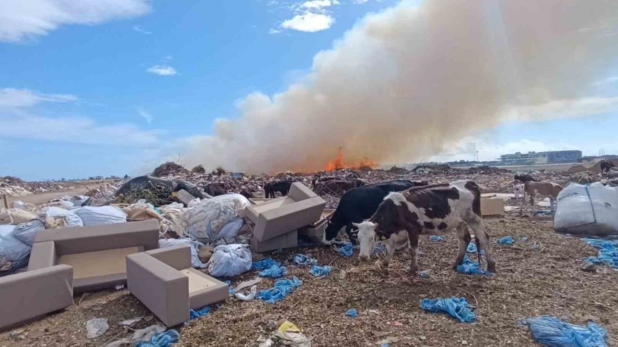 Alevlere Aldırmayan İnekler Otlamaya, Çoban İse Yangını İzlemeye Devam Etti