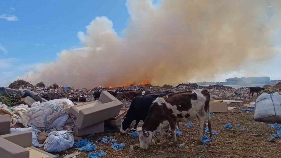 Alevlere Aldırmayan İnekler Otlamaya, Çoban İse Yangını İzlemeye Devam Etti