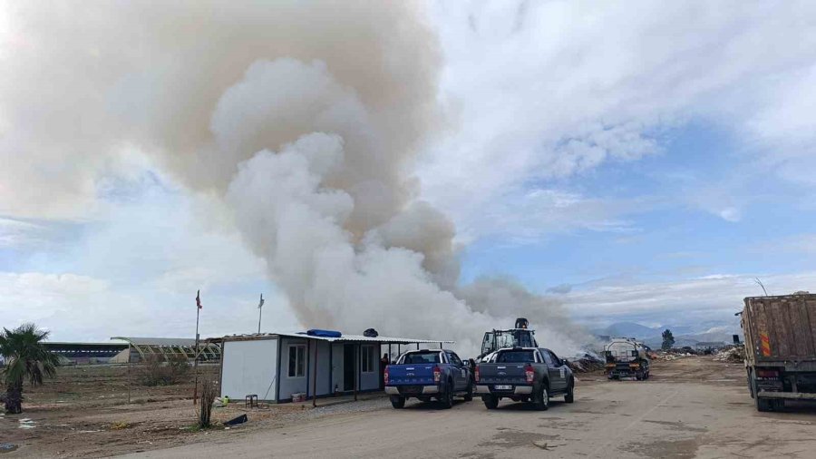 Alevlere Aldırmayan İnekler Otlamaya, Çoban İse Yangını İzlemeye Devam Etti