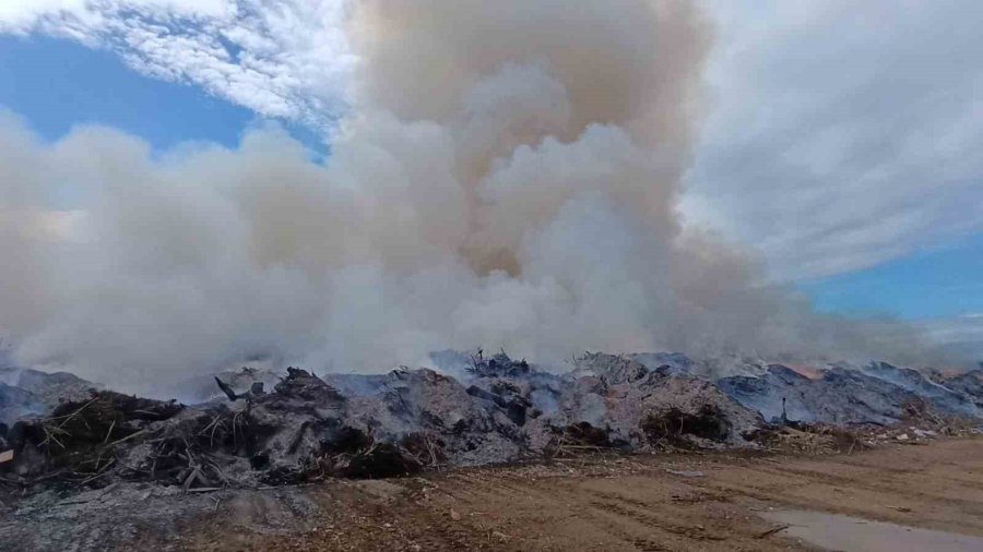 Alevlere Aldırmayan İnekler Otlamaya, Çoban İse Yangını İzlemeye Devam Etti