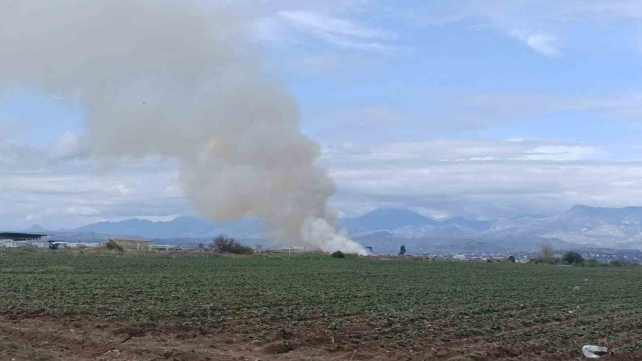Alevlere Aldırmayan İnekler Otlamaya, Çoban İse Yangını İzlemeye Devam Etti