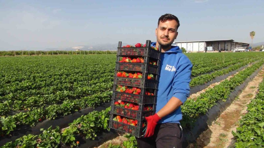 Mersin’de Çilekte İhracat Başladı