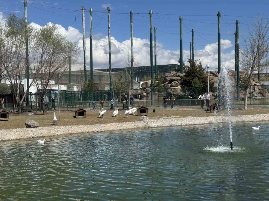 Büyükşehir’in Hayvanat Bahçesine Ramazan Bayramı’nda Yoğun İlgi