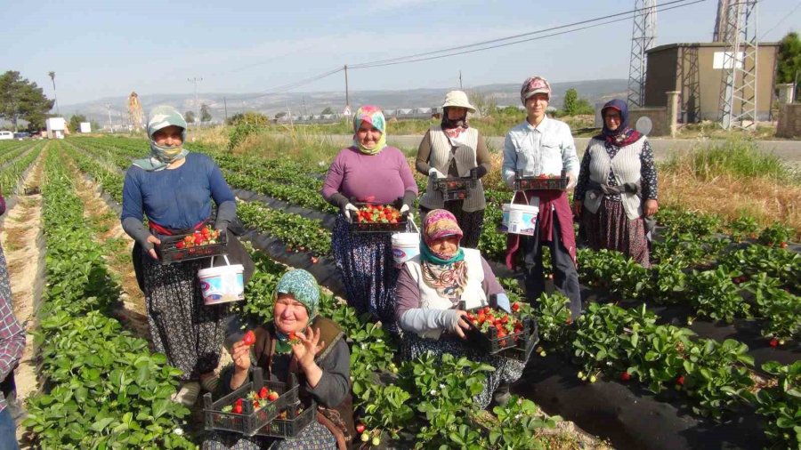 Mersin’de Çilekte İhracat Başladı