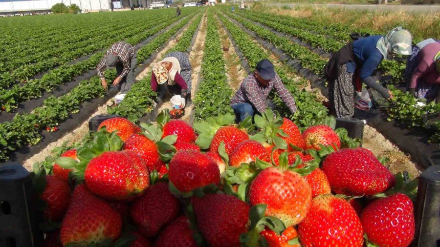 Mersin’de Çilekte İhracat Başladı