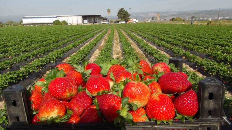 Mersin’de Çilekte İhracat Başladı