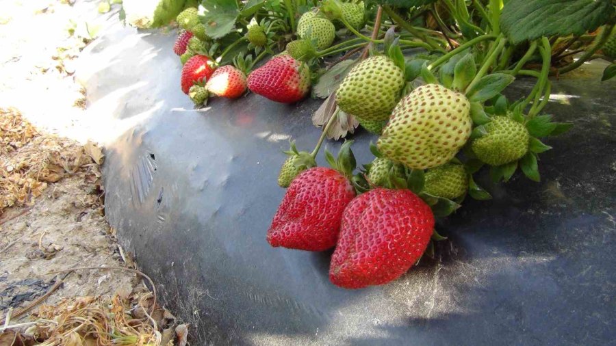 Mersin’de Çilekte İhracat Başladı