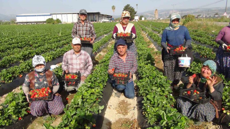 Mersin’de Çilekte İhracat Başladı
