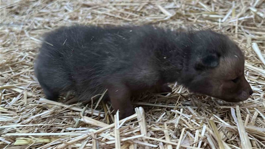 Saman Balyaları Arasında Bulduğu Tilki Yavrularını Elleriyle Besliyor