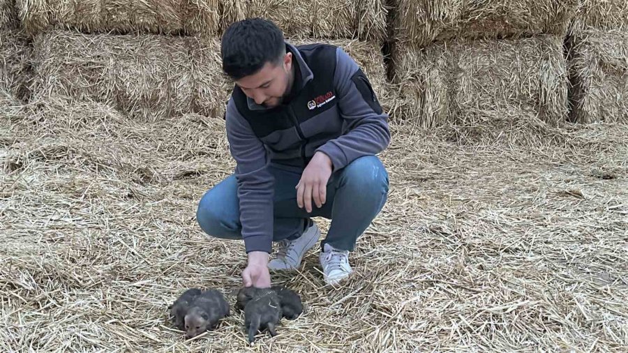 Saman Balyaları Arasında Bulduğu Tilki Yavrularını Elleriyle Besliyor