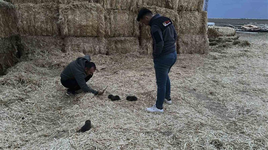 Saman Balyaları Arasında Bulduğu Tilki Yavrularını Elleriyle Besliyor