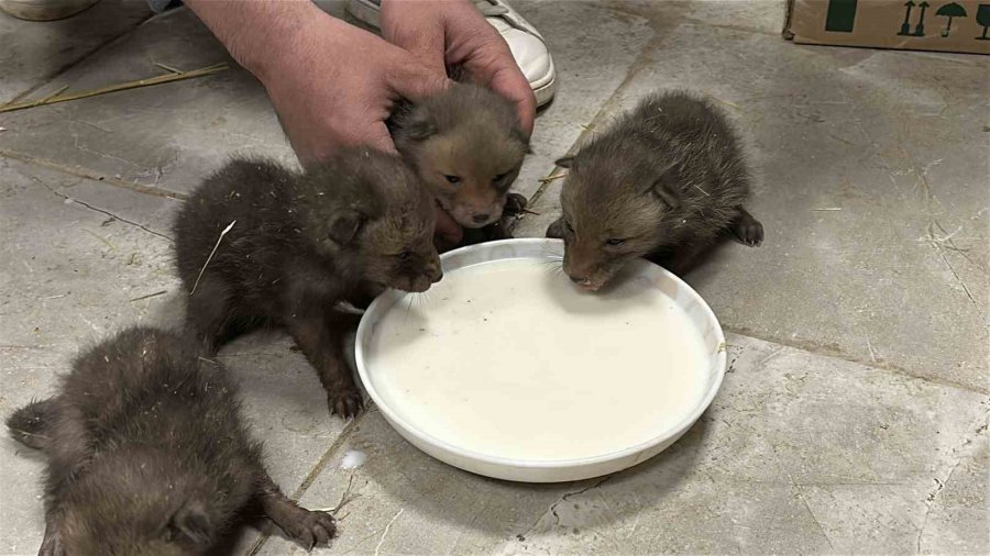 Saman Balyaları Arasında Bulduğu Tilki Yavrularını Elleriyle Besliyor