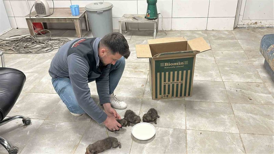 Saman Balyaları Arasında Bulduğu Tilki Yavrularını Elleriyle Besliyor