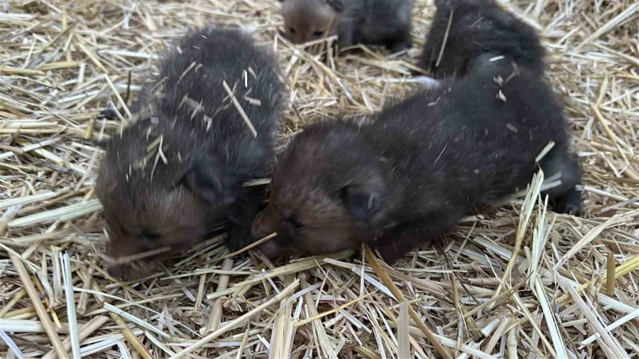 Saman Balyaları Arasında Bulduğu Tilki Yavrularını Elleriyle Besliyor