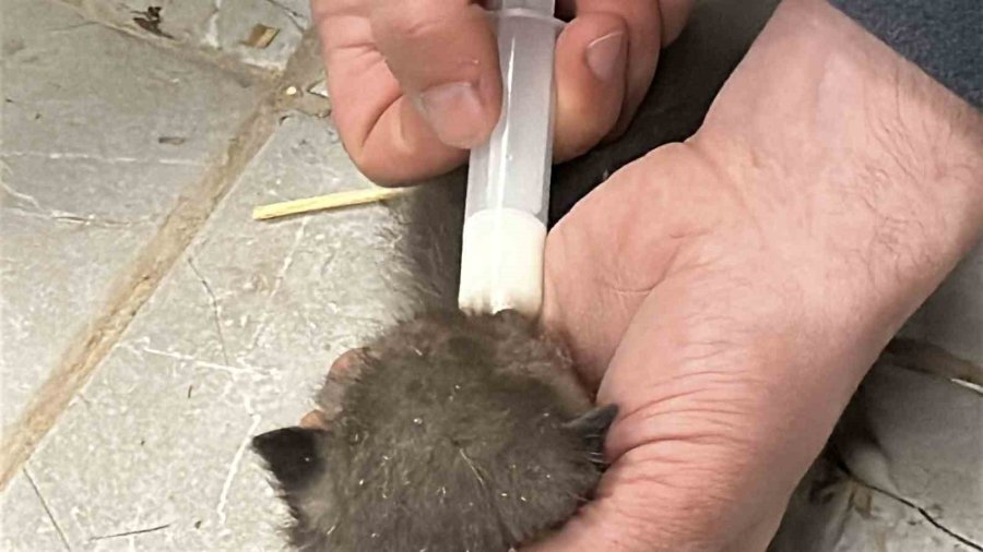 Saman Balyaları Arasında Bulduğu Tilki Yavrularını Elleriyle Besliyor