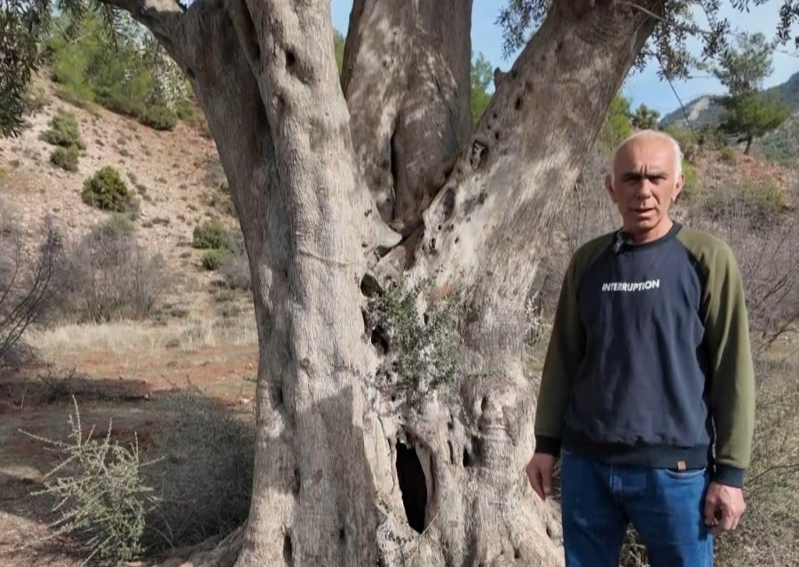 Köklerini 8 Asırdır Eskişehir Topraklarına Salan Zeytin Ağacı Özenle Korunuyor