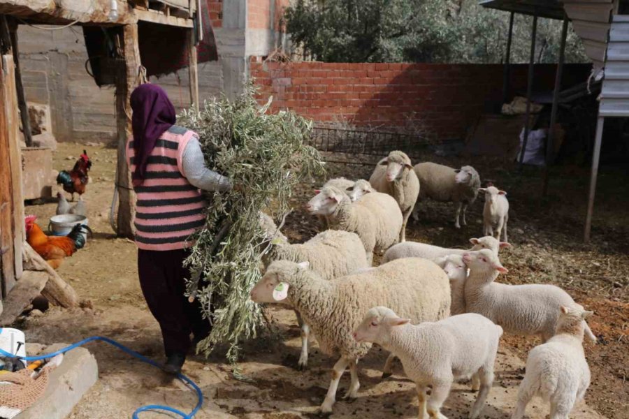 Büyükşehir’in Kırsal Kalkınma Projeleri Yüzleri Güldürüyor: "köylü Böyle Desteklenmeli"