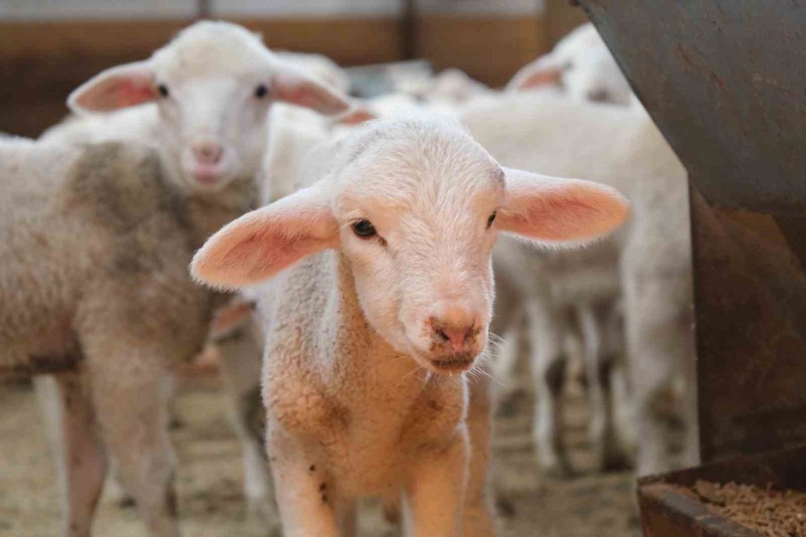 Büyükşehir’in Kırsal Kalkınma Projeleri Yüzleri Güldürüyor: "köylü Böyle Desteklenmeli"