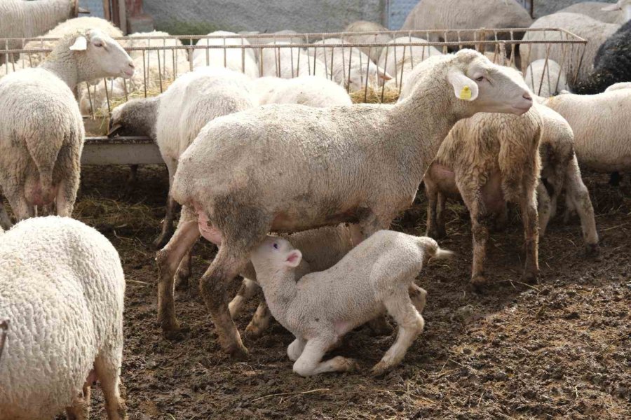 Büyükşehir’in Kırsal Kalkınma Projeleri Yüzleri Güldürüyor: "köylü Böyle Desteklenmeli"