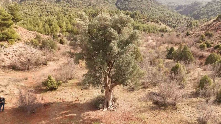 Köklerini 8 Asırdır Eskişehir Topraklarına Salan Zeytin Ağacı Özenle Korunuyor