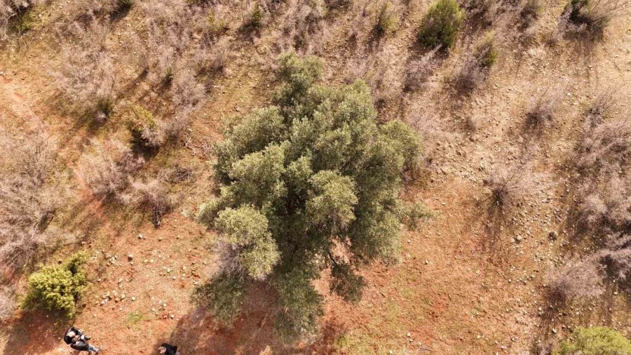Köklerini 8 Asırdır Eskişehir Topraklarına Salan Zeytin Ağacı Özenle Korunuyor